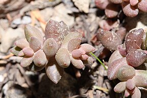 Sedum rupicola