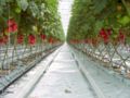 Hydroponic tomatoes on rockwool