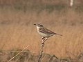 Saxicola macrorhynchus (cat.)