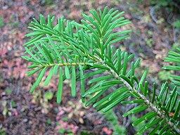 Abies amabilis