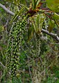 Female catkins