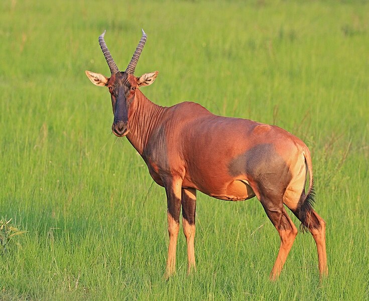 File:Topi (Damaliscus lunatus jimela) female.jpg