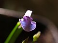 Utricularia babui flora