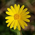 * Nomination A yellow flower of a Field Marigold (Calendula arvensis), showing the details of the florets at the centre -- Alvesgaspar 00:09, 9 December 2007 (UTC) * Promotion Looks good to me. Nicely composed and good DOF, even though I'm no expert in macro photography. RedCoat 15:43, 9 December 2007 (UTC)