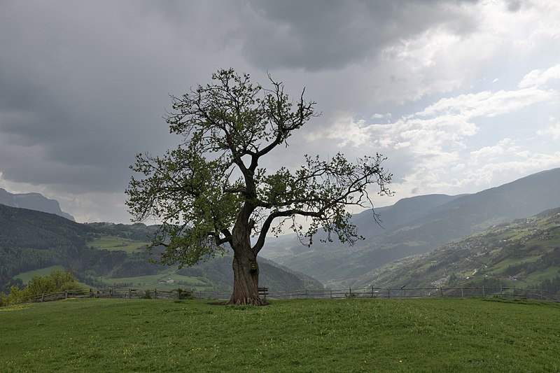 File:Edelkastanie Moar zu Viersch Klausen.jpg