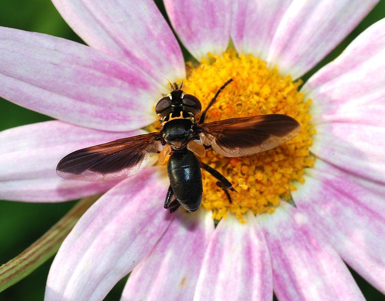 File:Fly October 2007-12.jpg