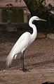 * Nomination Great Egret (Ardea alba). --Calibas 03:50, 5 October 2007 (UTC) * Promotion Good exposure, sharp. -- (Relic38 00:52, 6 October 2007 (UTC))