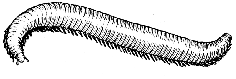 File:Millipede (PSF).png