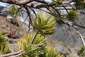 Pinus albicaulis