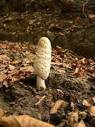 Coprinus comatus