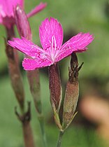 carnation or pink (Dianthus)