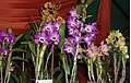 Dendrobium - Hybrids