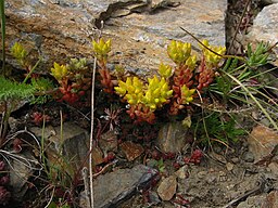 Sedum lanceolatum