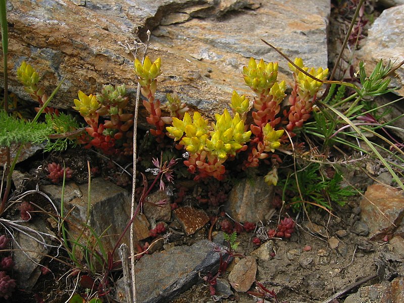 File:Sedum lanceolatum 5928.JPG