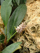 Anthurium trinerve Anthurium obtusum