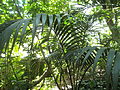 Deutsch: Arenga-Palme im Tropenhaus des Botanischen Gartens Bochum. English: Palm tree of the Arenga genus in the tropical greenhouse of the Bochum botanical garden.