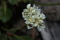 Eriogonum pyrolifolium