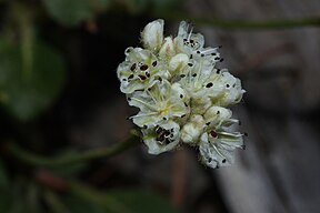 Eriogonum pyrolifolium