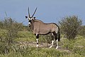 58 Gemsbok (Oryx gazella) male uploaded by Charlesjsharp, nominated by Charlesjsharp,  12,  0,  0