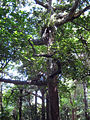 Tree in native forest, Auckland, New Zealand