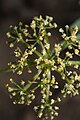 Lomatium brandegeei