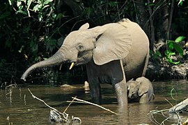 July 31: Forest elephants in the Mbeli River, Nouabalé-Ndoki National Park, Congo.