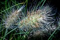 140 Pennisetum Villosum uploaded by Mike Peel, nominated by Mike Peel,  10,  0,  0