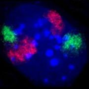 March 11: A mouse fibroblast nucleus in which DNA is stained blue. The distinct chromosome territories of chromosome 2 (red) and chromosome 9 (green) are stained with fluorescent in situ hybridization.