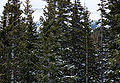 Trees, Copper Mountain, Colorado