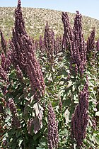 Red quinoa plants