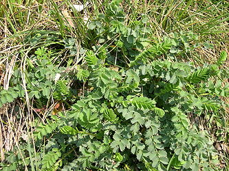 Sanguisorba minor