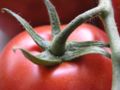 Tomatenfruchtstiel ohne Bruchstelle jointless