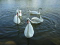 Polski: Łabędzie przy bulwarze Jana Pawła II. English: Swans near the Boulevard of John Paul II.