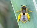 * Nomination Andrena in Alta Murgia National Park. By User:Onofrio Panzarino --Civvì 11:10, 19 October 2024 (UTC) * Promotion  Support A bit grainy, but basically perfect in every other way. --ReneeWrites 09:58, 21 October 2024 (UTC)