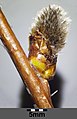 Male catkin