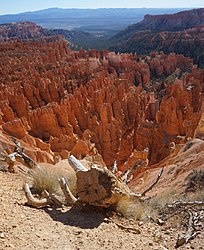 Parc national de Bryce Canyon dans l'Utah (USA).