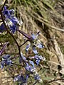 Delphinium nuttallianum