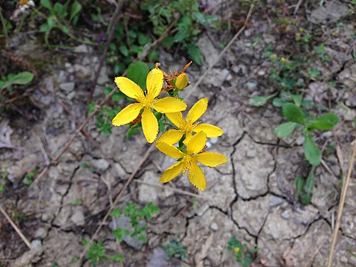 Fiori gialli spontanei