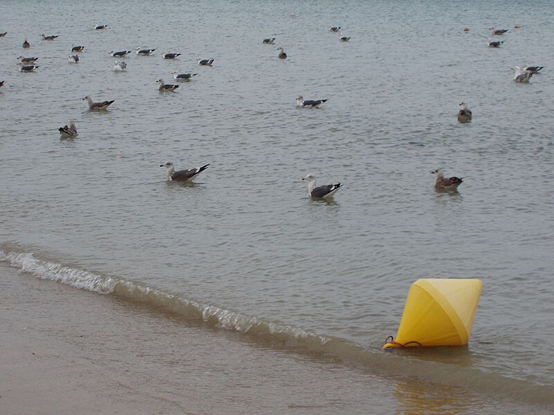 File:Gaviotas y boya.jpg