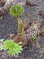 Gunnera manicata (rhubarbe géante), croissance des feuilles.   25 avril 2010