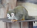 Deutsch: Gewöhnlicher Totenkopfaffe (Saimiri sciureus) im Tierpark Bochum. English: Common squirrel monkey (Saimiri sciureus) in the Tierpark Bochum, Germany.   This file was uploaded with Commonist.