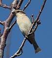 on tree; Japan