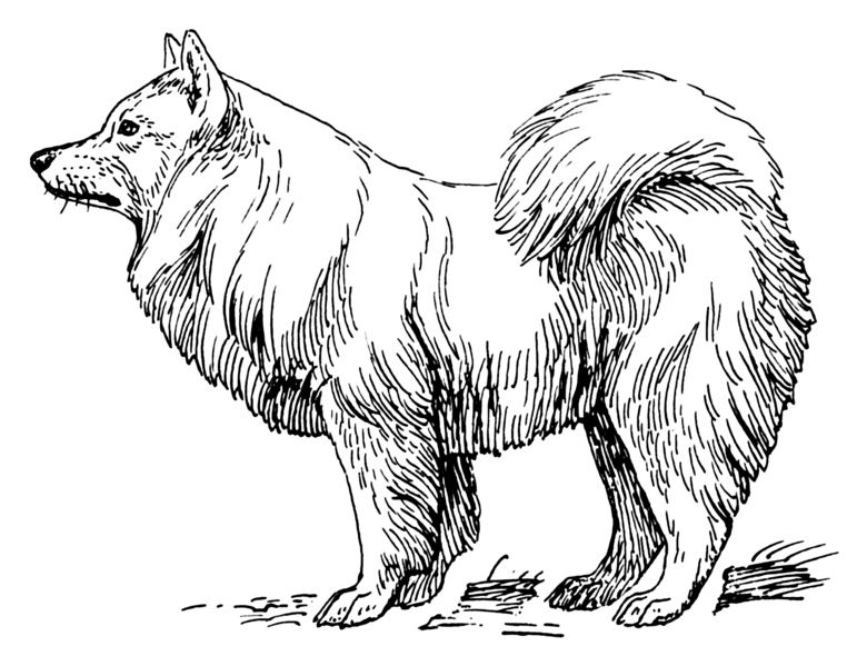 File:Samoyed 2 (PSF).png