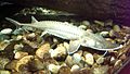 Shovelnose sturgeon