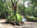 Near Babirusa enclosure