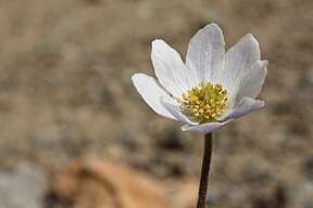 Anemone drummondii