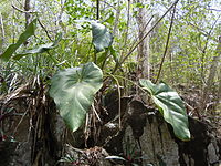 Anthurium grandifolium