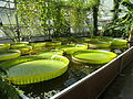 Deutsch: Riesenseerose im Botanischen Garten Bochum. English: Giant water lily in the Bochum botanical garden.