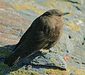 (Cinclodes antarcticus, cat.)