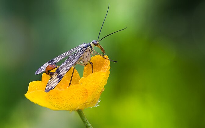 SCORPION FLY (Panorpa communis)